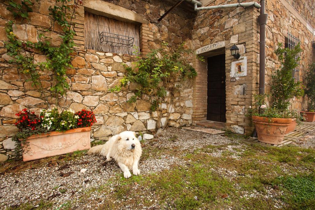 Wine Colsereno * Montalcino