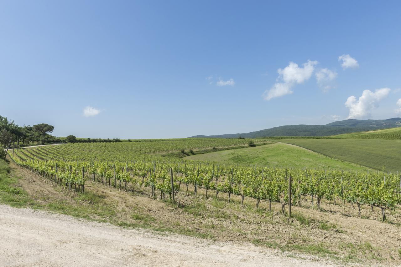 Wine Colsereno *