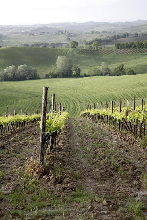 Bauernhof Wine Colsereno *